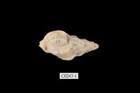 藏品(粗肋結螺)的圖片